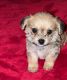 Chorkie Puppies for sale in Bloomington, IL, USA. price: $450
