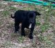 Chorkie Puppies for sale in FL-326, Ocala, FL, USA. price: NA