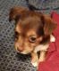 Chorkie Puppies for sale in Greencastle, IN 46135, USA. price: NA