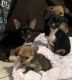 Chorkie Puppies for sale in Oklahoma City, OK, USA. price: $450