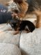 Chorkie Puppies for sale in Breezy Point, MN, USA. price: $500