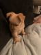 Chorkie Puppies for sale in Aliso Viejo, CA, USA. price: $450