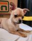 Chorkie Puppies for sale in Prineville, OR 97754, USA. price: $250