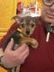 Chorkie Puppies for sale in Salida, CA, USA. price: $400