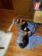 Chorkie Puppies for sale in Canonsburg, PA 15317, USA. price: $365