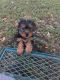 Chorkie Puppies for sale in Seguin, TX 78155, USA. price: NA