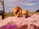 Chorkie Puppies for sale in Howell, MI, USA. price: NA