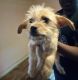 Chorkie Puppies for sale in Lancaster, SC 29720, USA. price: $500