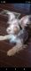 Chorkie Puppies for sale in Sylva, NC 28779, USA. price: NA