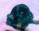 Chorkie Puppies for sale in Georgetown, KY 40324, USA. price: NA