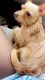 Chorkie Puppies for sale in Durham, NC, USA. price: $600