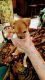Chorkie Puppies for sale in Grant, MI 49327, USA. price: NA