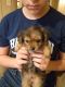 Chorkie Puppies for sale in 604 N Sowell St, Searcy, AR 72143, USA. price: NA
