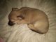 Chorkie Puppies for sale in Eureka, KS 67045, USA. price: NA