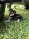 Chorkie Puppies for sale in Glasgow, KY 42141, USA. price: NA