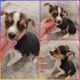 Chorkie Puppies for sale in London, KY, USA. price: $250