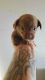 Chorkie Puppies for sale in Phelan, CA 92371, USA. price: $300