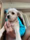 Chorkie Puppies for sale in Wesley Chapel, FL, USA. price: $600