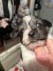Chorkie Puppies for sale in Salisbury, NC, USA. price: $80,000