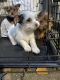 Chorkie Puppies for sale in Salem, OR 97301, USA. price: $500