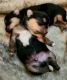 Chorkie Puppies for sale in New Orleans, LA, USA. price: $1,200