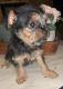 Chorkie Puppies for sale in Killeen, TX 76542, USA. price: $250
