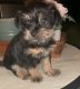 Chorkie Puppies for sale in Killeen, TX 76542, USA. price: $300