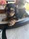 Chorkie Puppies for sale in Killeen, TX 76542, USA. price: $350