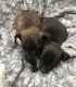 Chorkie Puppies for sale in Inman, SC 29349, USA. price: $300