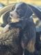 Chorkie Puppies for sale in Adkins, TX 78101, USA. price: $200