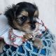 Chorkie Puppies for sale in New Orleans, LA, USA. price: $1,100