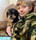 Chorkie Puppies for sale in Oxford, NC 27565, USA. price: $350