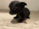 Chorkie Puppies for sale in Granbury, TX, USA. price: $800