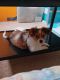 Chorkie Puppies for sale in Howell, MI, USA. price: $600