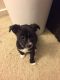 Chorkie Puppies for sale in Novi, MI, USA. price: $500