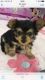 Chorkie Puppies for sale in Phoenix, AZ, USA. price: $200