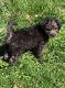 Chorkie Puppies for sale in Columbus, OH, USA. price: NA
