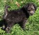 Chorkie Puppies for sale in Portland, OR, USA. price: $450