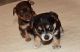 Chorkie Puppies for sale in Garden Grove, CA, USA. price: NA