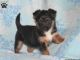 Chorkie Puppies for sale in Berkeley, CA, USA. price: NA