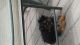 Chorkie Puppies for sale in Brockton, MA, USA. price: NA