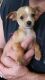 Chorkie Puppies for sale in Portland, OR, USA. price: $300