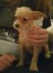 Chorkie Puppies for sale in Portland, OR, USA. price: $200
