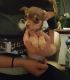 Chorkie Puppies for sale in Portland, OR, USA. price: $200