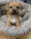 Chorkie Puppies for sale in Detroit, MI, USA. price: $500