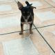 Chorkie Puppies for sale in Miami, FL 33193, USA. price: NA