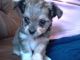 Chorkie Puppies for sale in Boston, MA, USA. price: NA
