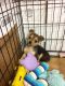 Chorkie Puppies for sale in Fremont, OH 43420, USA. price: $500
