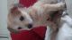 Chorkie Puppies for sale in Fenton, MI 48430, USA. price: $350