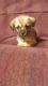 Chorkie Puppies for sale in Springdale, OH, USA. price: $275